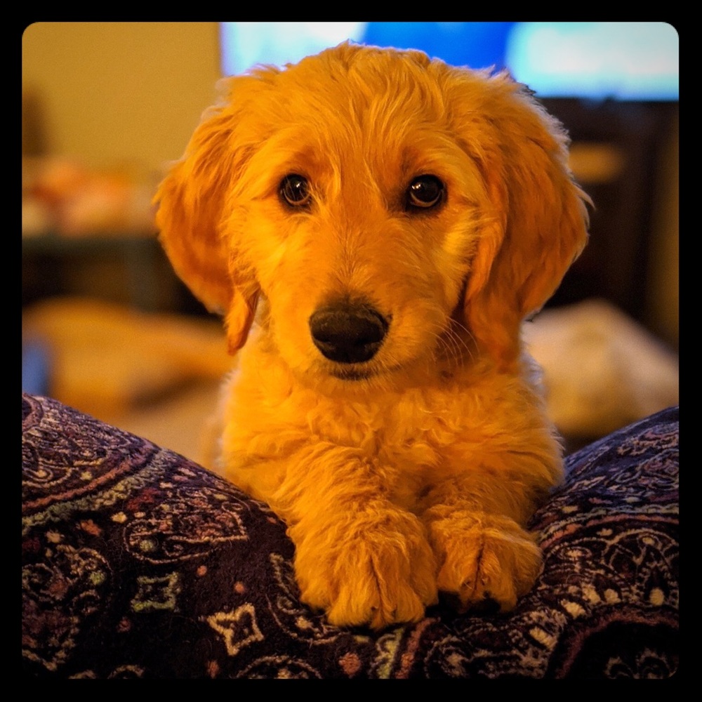 🐾♥️Our new baby girl♥️🐾